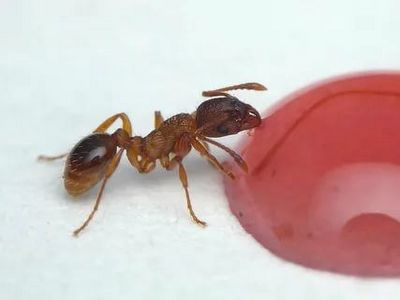 Уничтожение муравьев Коммунарка